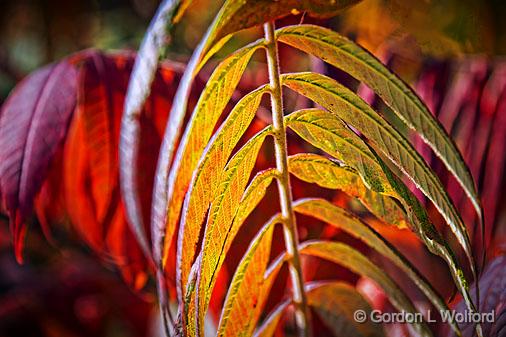 Backlit Autumn Sumac_17592.jpg - Photographed near Westport, Ontario, Canada.